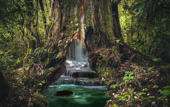 une cascade dans un arbre